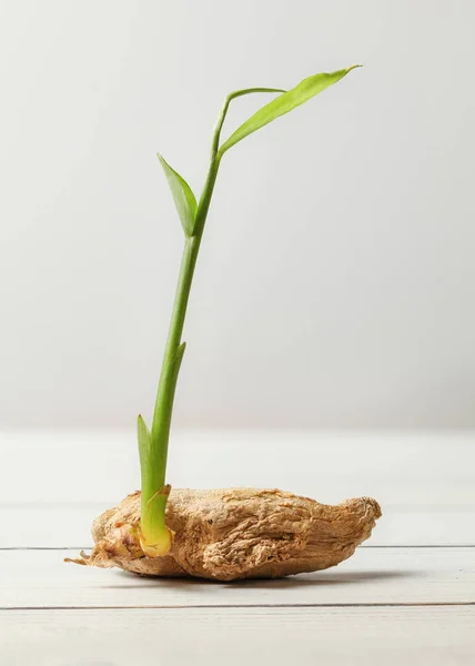 Beyaz yeşil filiz ile kuru zencefil (Zingiber officinale) kök