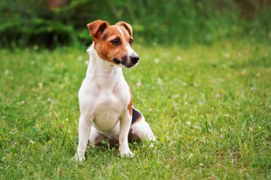 Küçük Jack Russell terrier düşük çim üzerinde oturan, yan bakıyor, arka planda bulanık çalılar