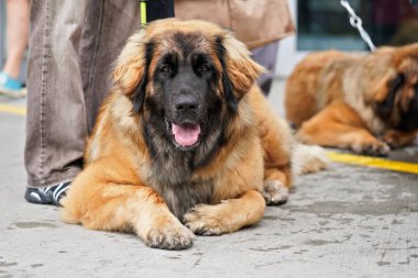Leonberger - büyük kahverengi ve siyah köpek onun ana ayakları yanında taş zemin üzerinde döşeme