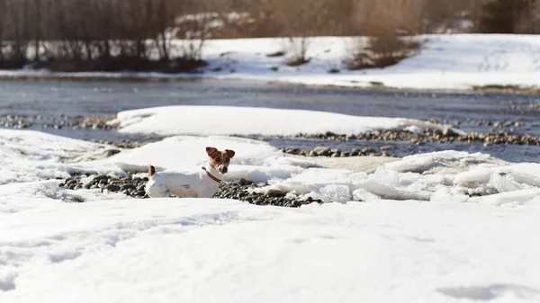 Small Jack Russell terrier standing on snow and ice covered river on a sunny spring day, looking curious, photo from side. — Stock Photo, Image