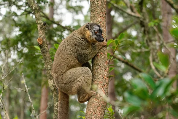常见的棕色狐猴 - 欧莱穆尔福夫斯 - 持有在树上，模糊的森林背景。狐猴是马达加斯加特有的 — 图库照片