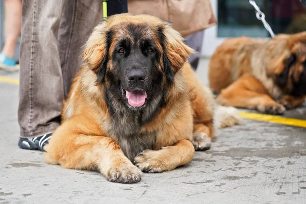 Leonberger-μεγάλο καφέ και μαύρο σκυλί που βρίσκονται στο πέτρινο πάτωμα δίπλα στα μεγάλα πόδια του — Φωτογραφία Αρχείου