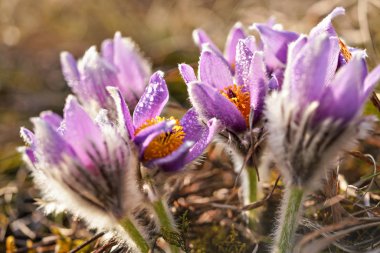 Yakın fotoğraf - mor büyük pasque çiçek - Pulsatilla grandis - kuru çim büyüyen sabah çiy ıslak