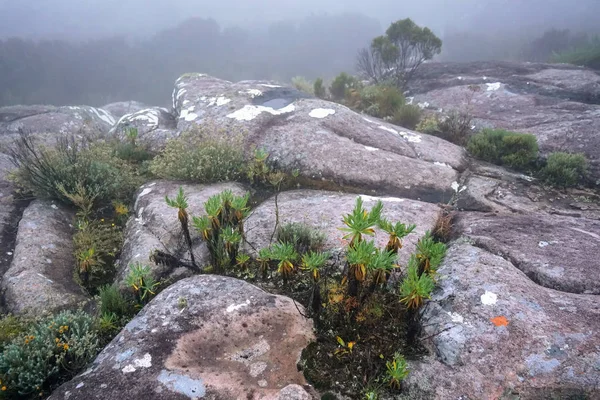 Časné ranní scéna-endemické keře a nízká vegetace rostoucí v kamenitém terénu národního parku Andringitra, jak je vidět při túře do pic boby Imarivolanitra, nejvyšší přístupný vrchol Madagaskaru — Stock fotografie