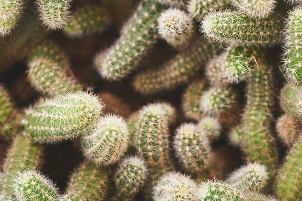 Pohled shora dolů, mnoho kaktusových rostlin zamotaných dohromady, mělkou hloubku polní fotografie, jen pár špiček zaostalých, abstraktní kaktusové pozadí. — Stock fotografie