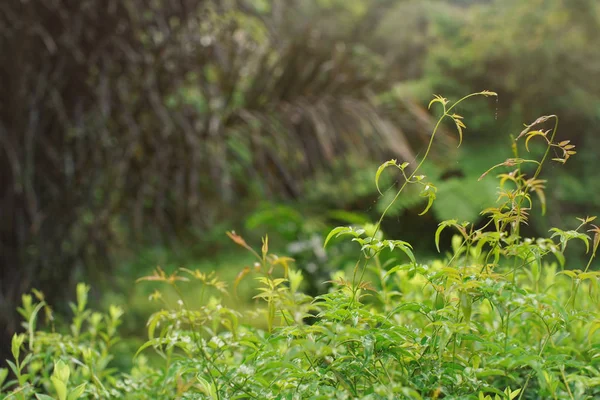 Closeup on plants and cobwebs wet from morning dew in Madagascar rainforest jungle, space for text in upper left corner — Stok fotoğraf