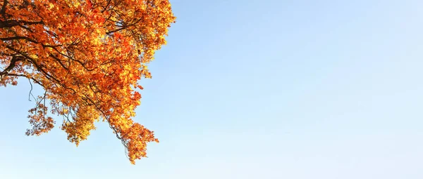 Feuilles d'automne jaune-orange vif contre un ciel bleu clair. Large bannière avec espace pour le texte sur le côté droit . — Photo