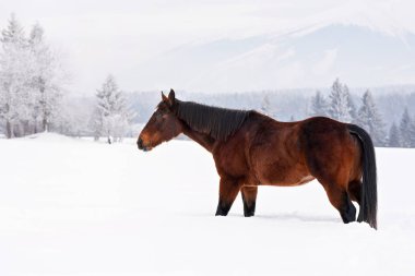 Kış aylarında karla kaplı alanda koyu kahverengi at yürür, arka planda bulanık ağaçlar ve dağ, yan görünüm