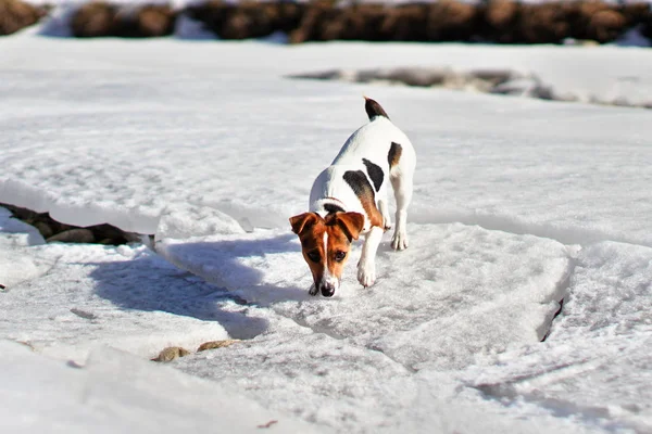 Small Jack Russell terrier walking on melting snow covered river, sniffing the ground on a sunny spring day — Stock Photo, Image