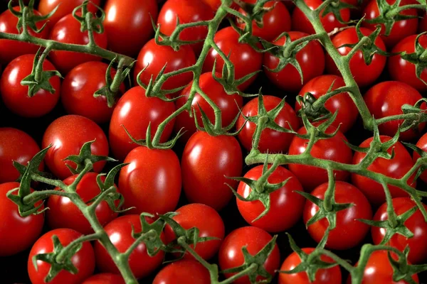 Grupo de tomates pequeños con tallos verdes, vista desde arriba — Foto de Stock