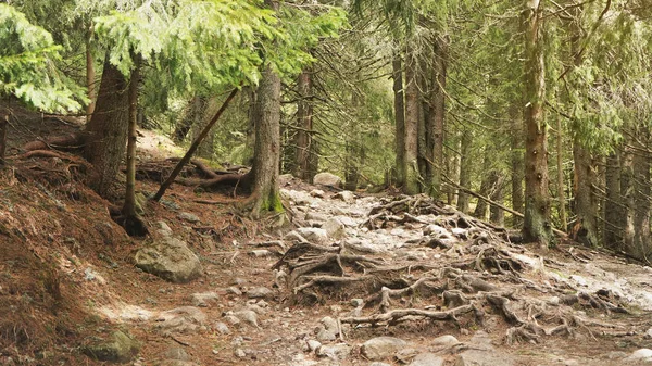 Trees growing in mountains, as seen during hike in High Tatras, Slovakia, large tree roots grow over rocks and stones on ground — Stock Photo, Image