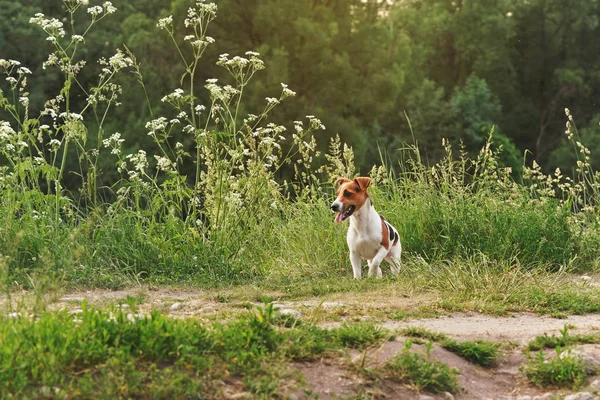 Piccolo Jack Russell terrier seduto sul prato di erba, il sole splende sullo sfondo dietro gli alberi — Foto Stock