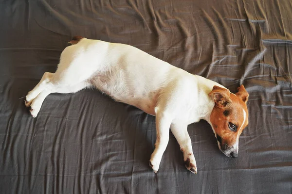 Pequeno Jack Russell branco terrier que coloca em seu lado na cama com lençóis escuros, olho aberto, foto de cima . — Fotografia de Stock