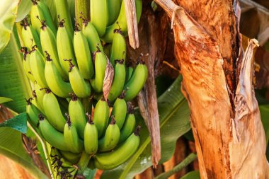 Ağaçta yetişen bir demet yeşil olgunlaşmamış muz