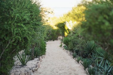 Kumlu yol güneş aydınlatılmış plaj, yeşil agav ve çalılar her iki tarafta, alan fotoğraf sığ derinliği yol