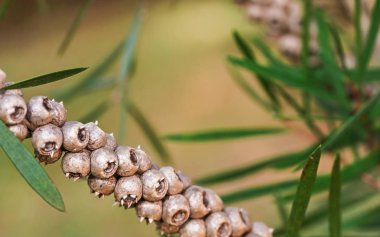 Kuru çilek ile çalı dalı closeup