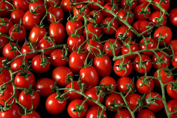 Velká skupina malých lesklých rajčat se zelenými stonky, pohled shora — Stock fotografie