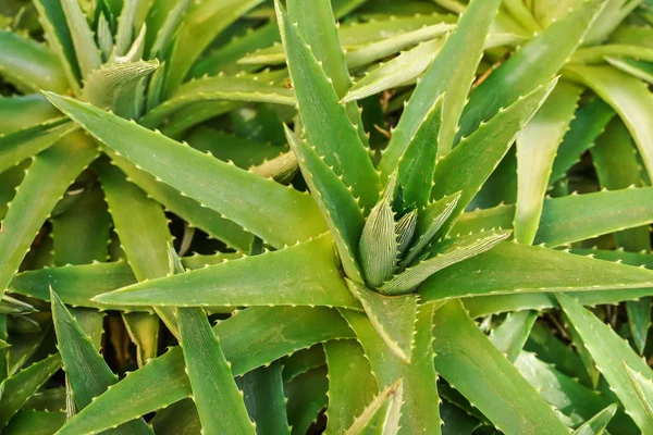 Detalle de cerca, hojas suculentas de agave gruesas con pequeñas espinas afiladas en los bordes - fondo tropical abstracto — Foto de Stock