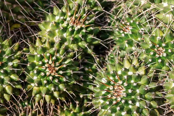 Detalle de primer plano - grupo de cactus que crecen juntos, espinas afiladas en plantas verdes — Foto de Stock