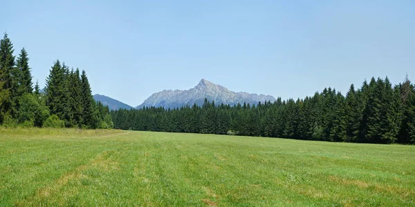 Weites Panorama der Sommerwiese, des Waldes und des Krivan - slowakisches Symbol - im Hintergrund — Stockfoto