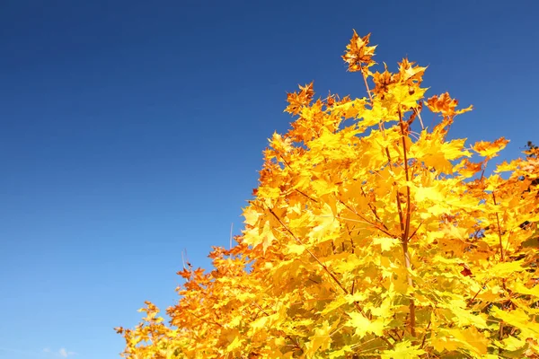 Feuilles d'automne jaune vif sur le dessus de l'arbre contre un ciel bleu clair — Photo