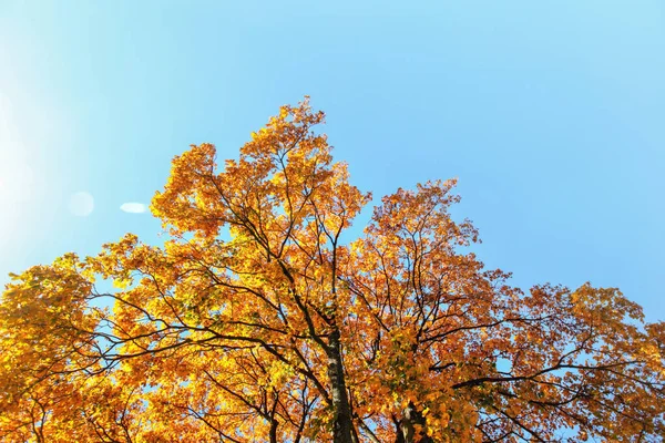 Feuilles d'automne jaune-orange vif sur la cime des arbres contre un ciel bleu clair . — Photo