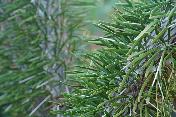 Крупный план мелких шипов кустарника осьминога - Didierea madagascariensis, эндемик юго-запада Мадагаскара — стоковое фото