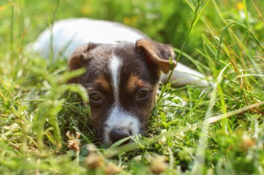 Yedi haftalık Jack Russell terrier köpek yavrusu çiml döşeme