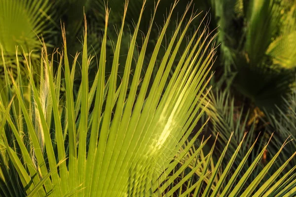 La profundidad superficial de la foto de campo - las hojas de palma, iluminado por el sol de la tarde . — Foto de Stock