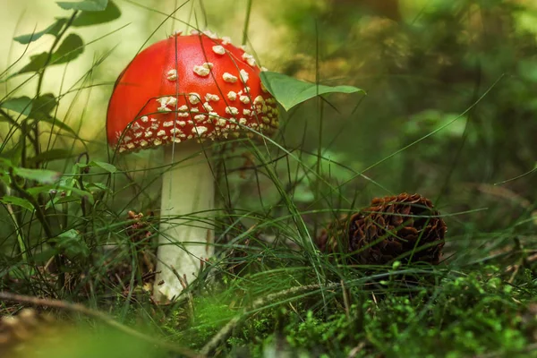 Champiñón rojo joven Amanita muscaria en el bosque musgo y hierba —  Fotos de Stock