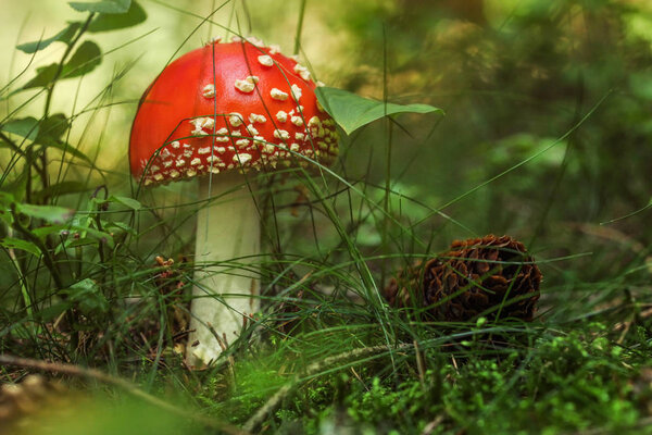 Young red Amanita muscaria mushroom in the forest moss and grass