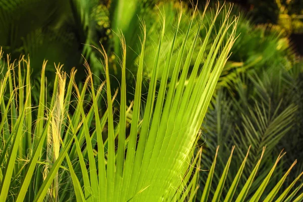 Profundidad superficial del campo foto de hojas de palma, iluminada por la tarde su — Foto de Stock