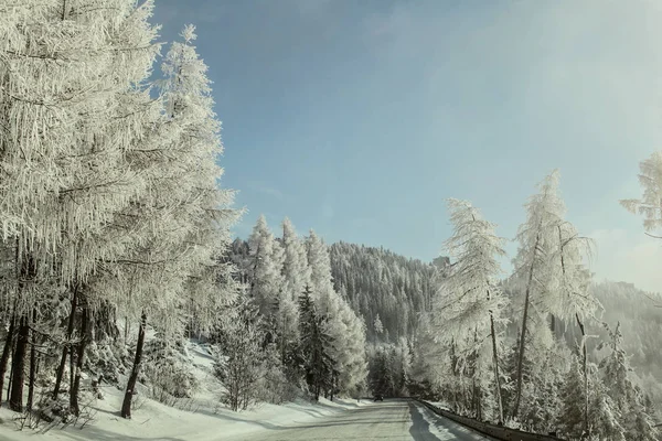 Mañana en el camino del bosque de invierno, árboles en el lado iluminado por el sol, cov — Foto de Stock