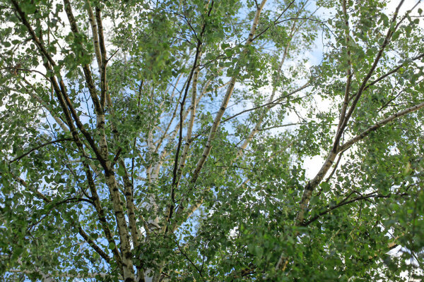 Birch (Betula pendula / pubescens) tree branches with leaves, with sky in background. Abstract spring background.