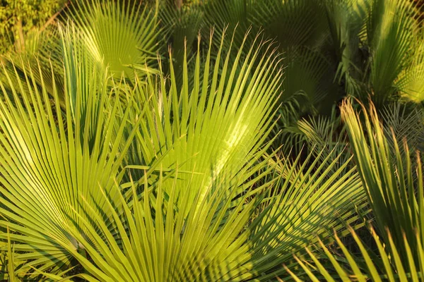 Hojas de palma, iluminadas por el sol. Fondo tropical abstracto . — Foto de Stock