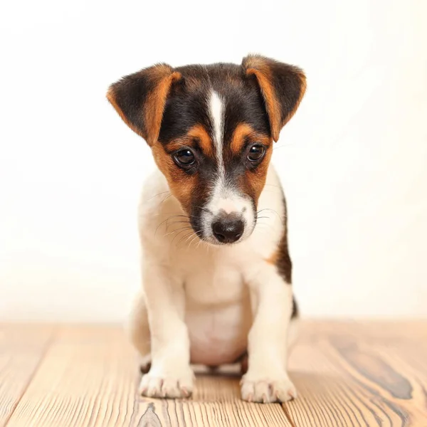 Jack Russell terrier cachorro de pie sobre tablas de madera, espalda blanca — Foto de Stock