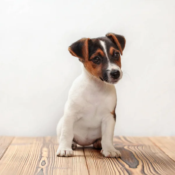 Zwei Monate alter Jack Russell Terrier Welpe, Studioaufnahmen auf Holz — Stockfoto