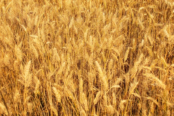 Campo di grano, illuminato dal sole del pomeriggio. Astratto sfondo estivo . — Foto Stock