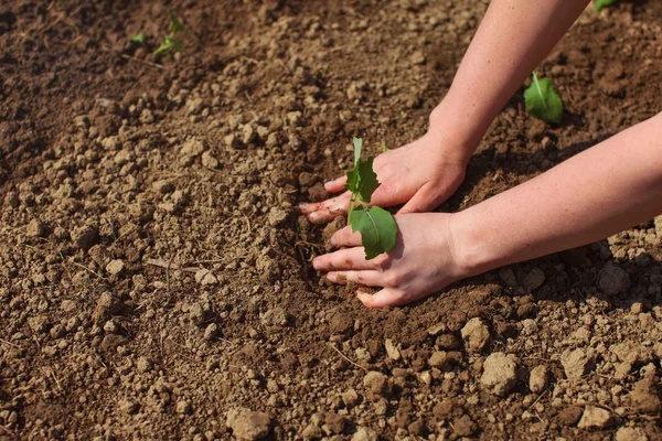 Woman hands planting green seedling into ground. Spring gardenin — Stock Photo, Image