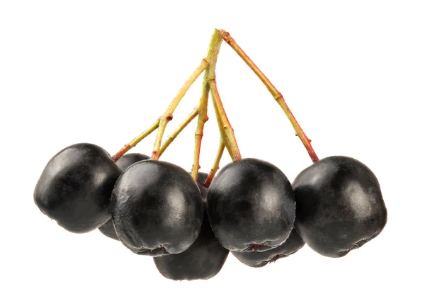 Αρόνια (chokeberry) φρούτα με κοτσάνια, απομονωμένα σε λευκό — Φωτογραφία Αρχείου