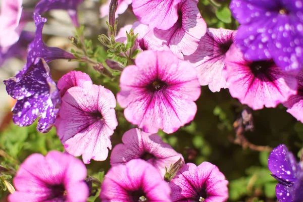 Fiori rosa e viola che fioriscono in primavera. Profondità superficiale di fie — Foto Stock