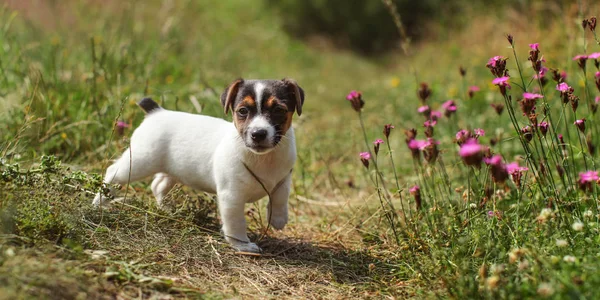 Due mesi Jack Russell terrier cucciolo camminando in erba, rosa — Foto Stock