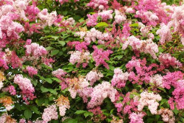 Cüce Kore Leylak (Syringa meyeri) pembe ve mor çiçekler, ve