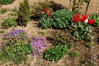 Çeşitli çiçekler ve çalılar güneş aydınlatılmış bahçede büyüyen. Bahar gar