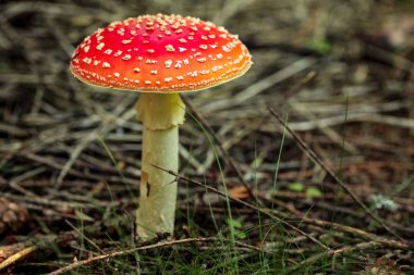 Sinek agaric (Amanita muscaria) mantar ağaç gölgesinde büyüyen, sm