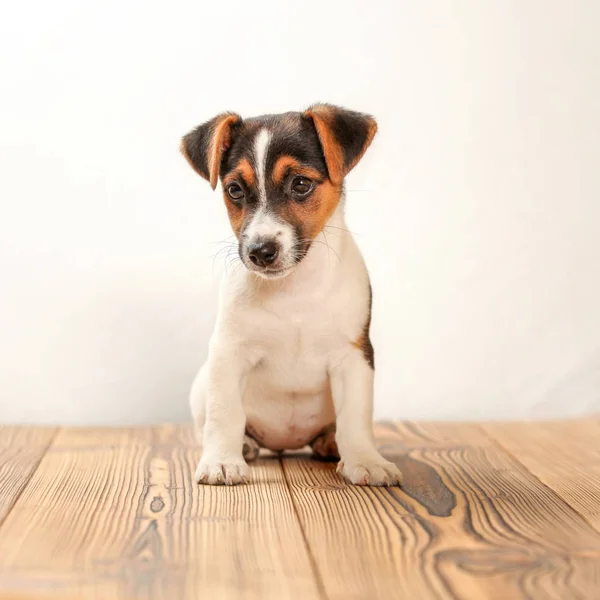 Jack Russell cachorro terrier sentado em tábuas de madeira, tiro estúdio — Fotografia de Stock