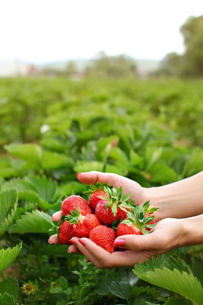 Femme mains tenant les mains pleines de fraises fraîchement cueillies, b — Photo