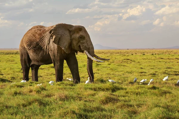 Afrika savana fili (Loxodonta africana) çimenler üzerinde yürüyor, — Stok fotoğraf