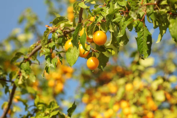Mirabelle erik bir ağaç dalı üzerinde, öğleden sonra güneş tarafından aydınlatılmış.