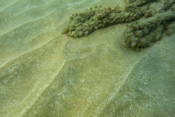 Underwater photo - fine sand sea bottom, with algae covered rock